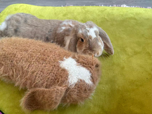 Crochet Workshop /Entry level-Bunny Bun Crochet