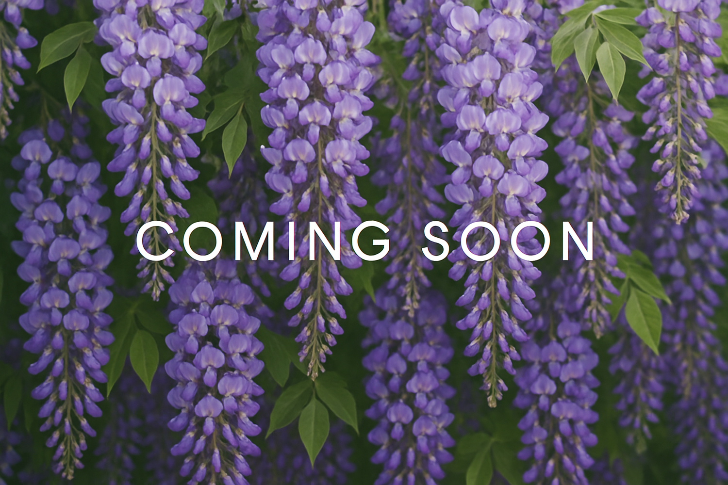 More Coming Soon
