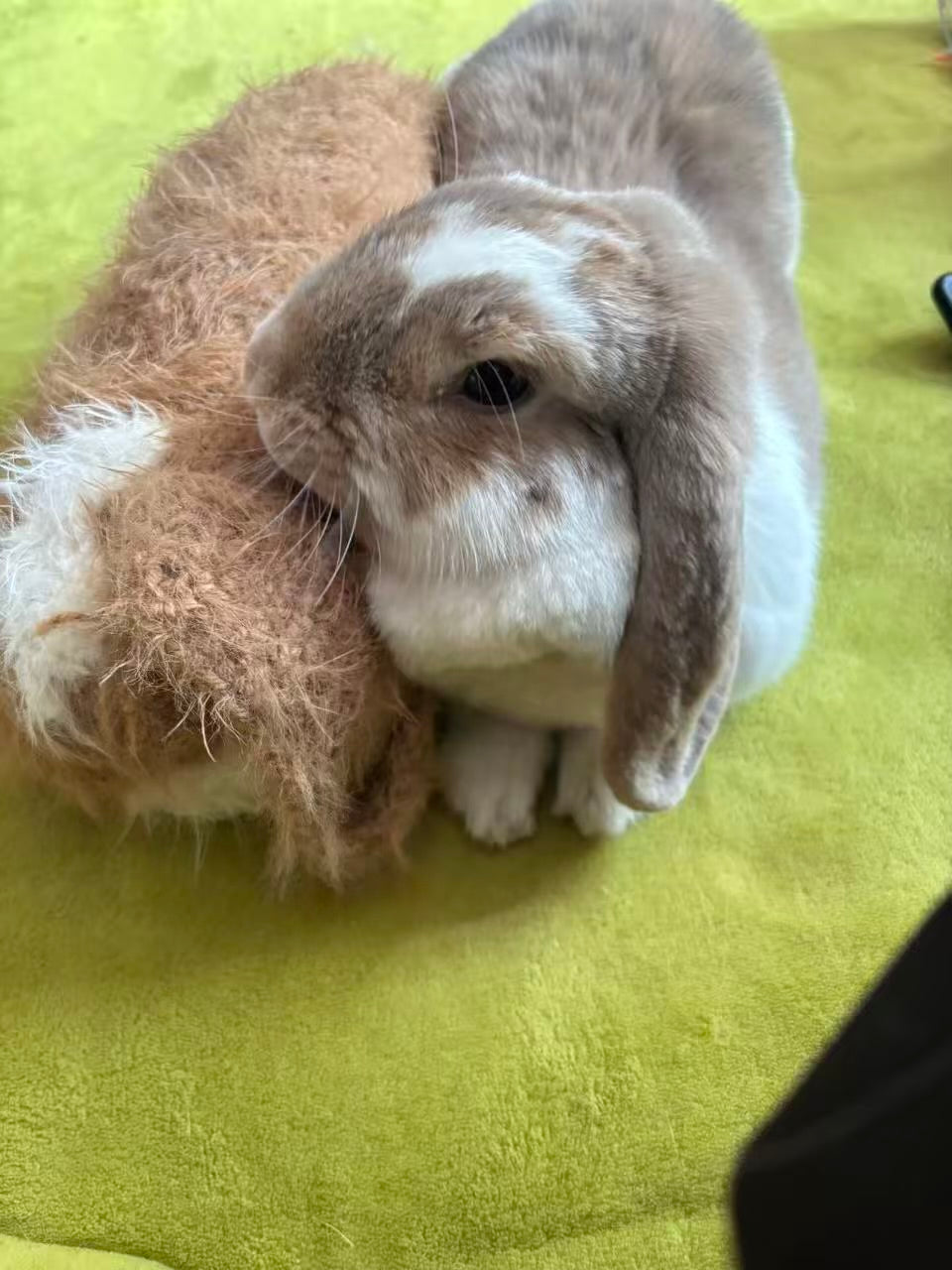 Babao bun- How to enjoy yarn playground